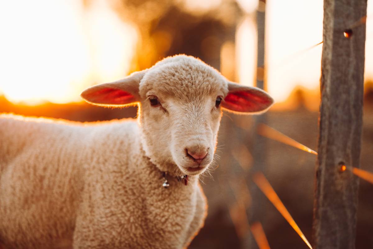 Cordero y oveja diferencia