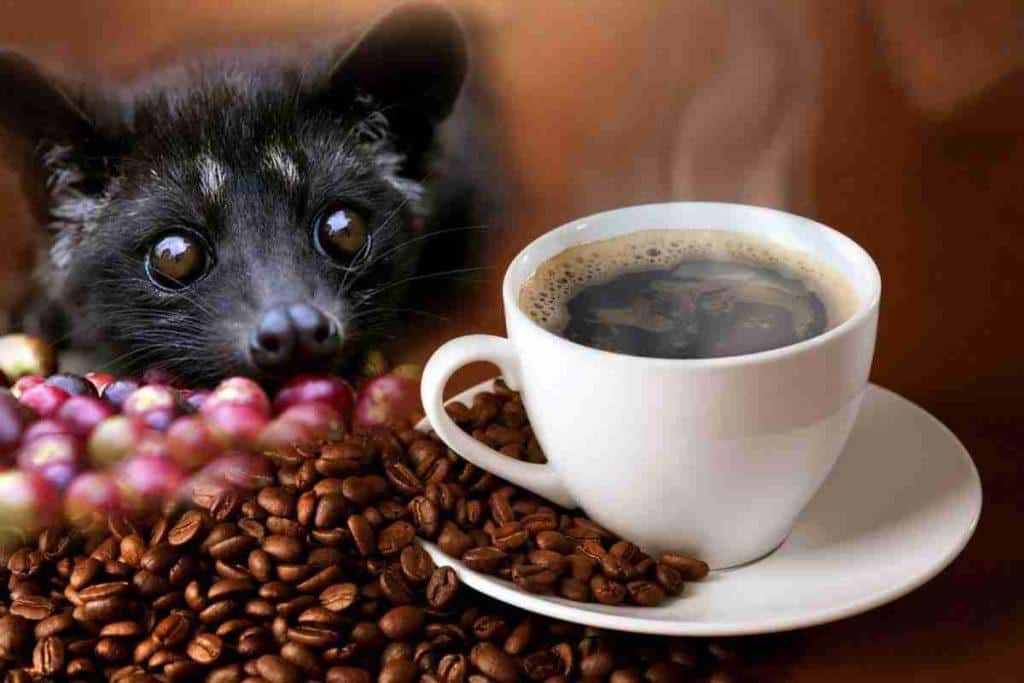 Kopi Luwak