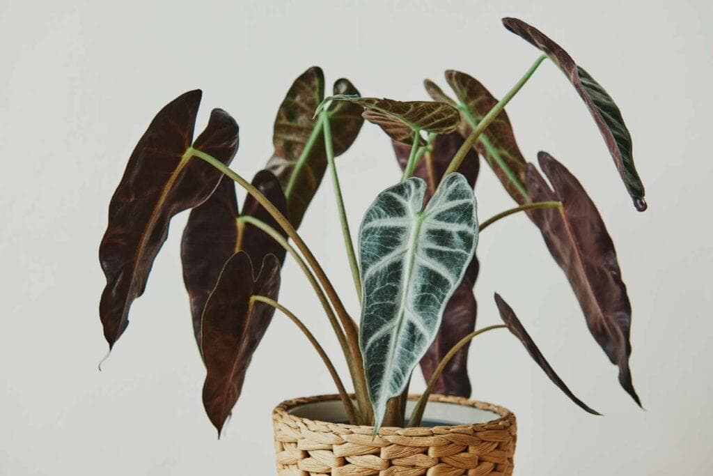 Alocasia