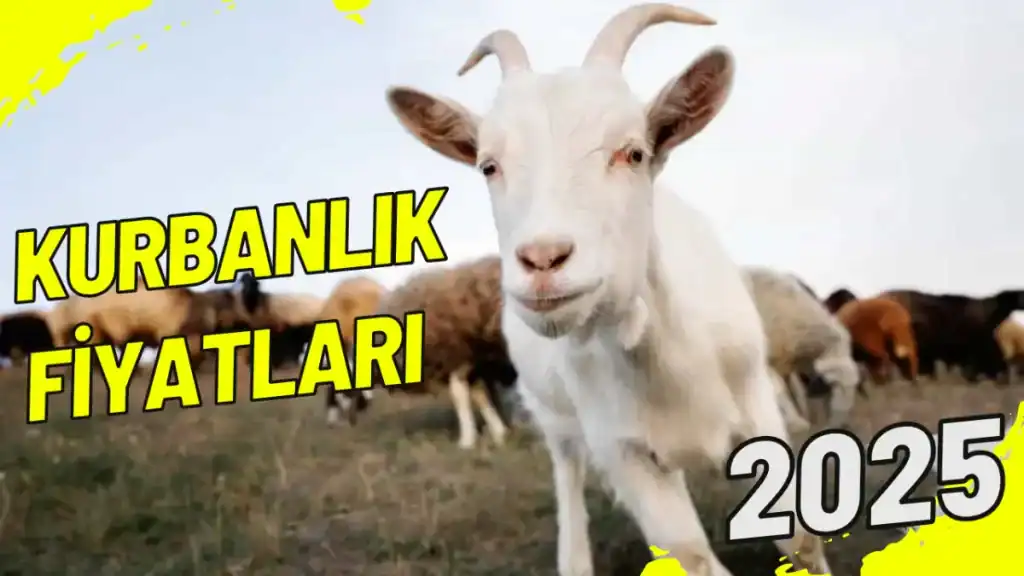 Kurbanlık Fiyatları 2025