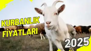 Kurbanlık Fiyatları 2025