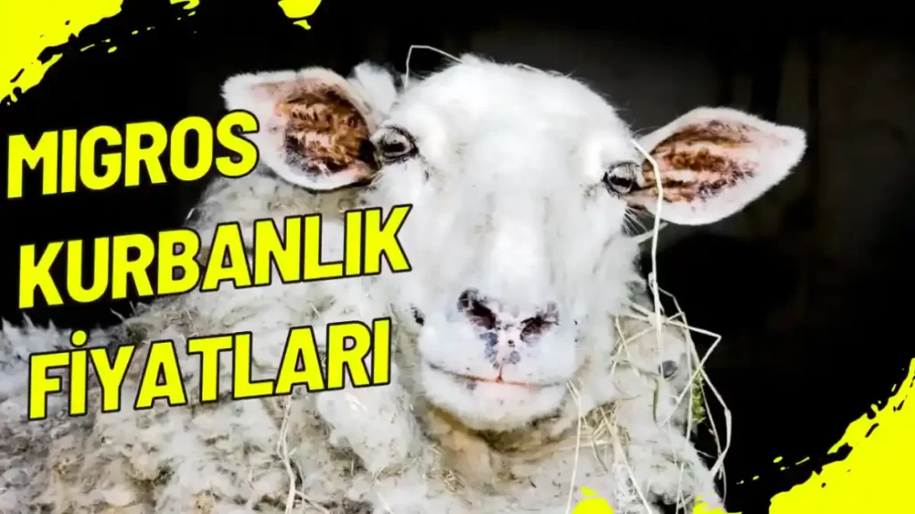 Migros Kurbanlık Fiyatları