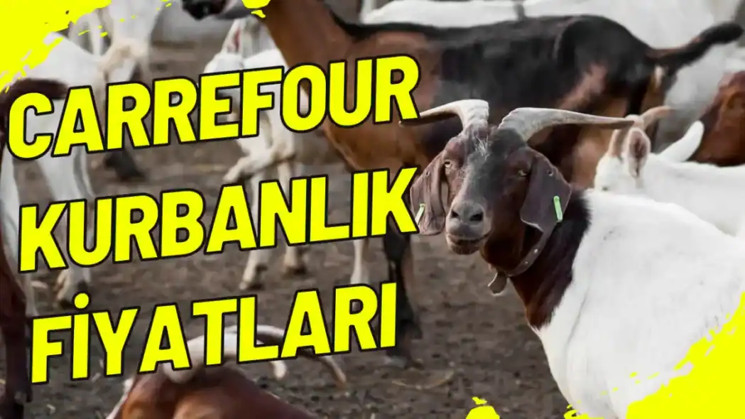 Carrefour Kurbanlık Fiyatları