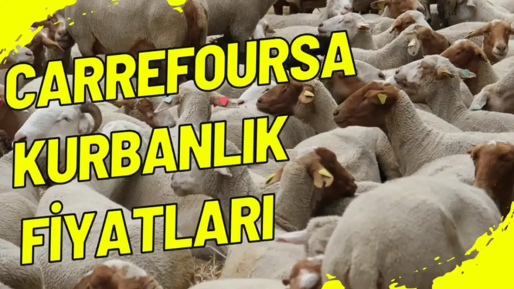 CarrefourSA Kurbanlık Fiyatları