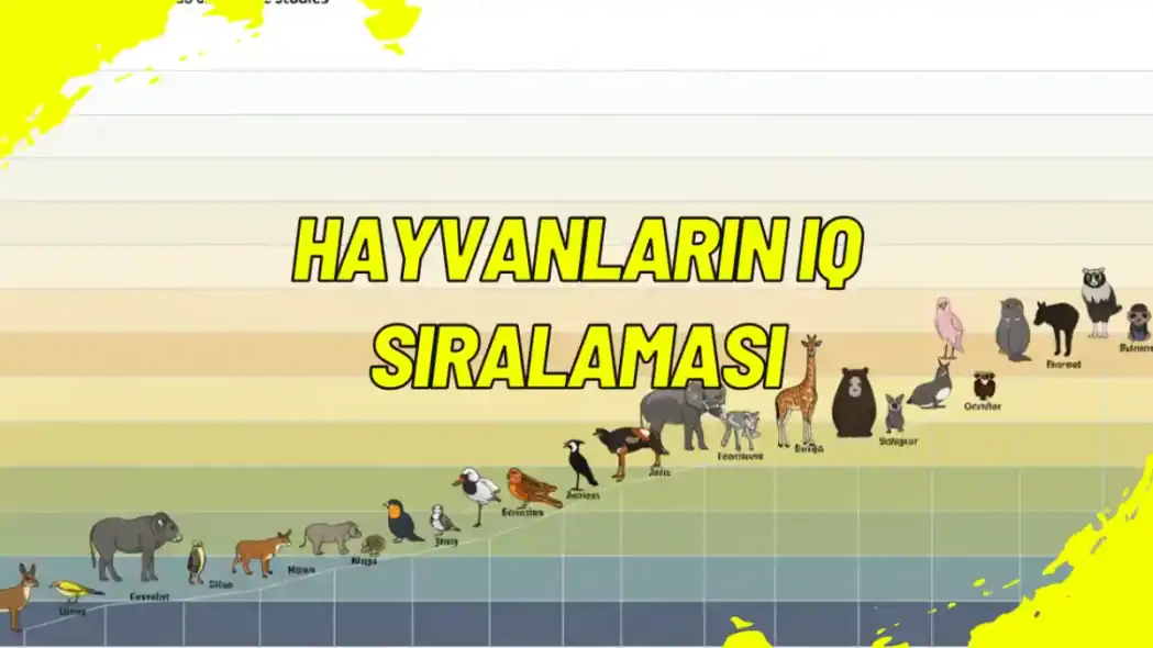 Hayvanların IQ Sıralaması