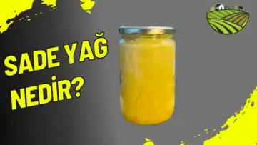 Sade Yağ Nedir