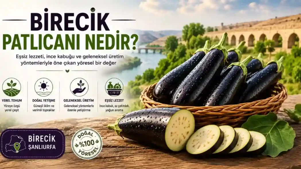 Birecik Patlıcanı Nedir