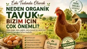 organik tavuk neden önemli