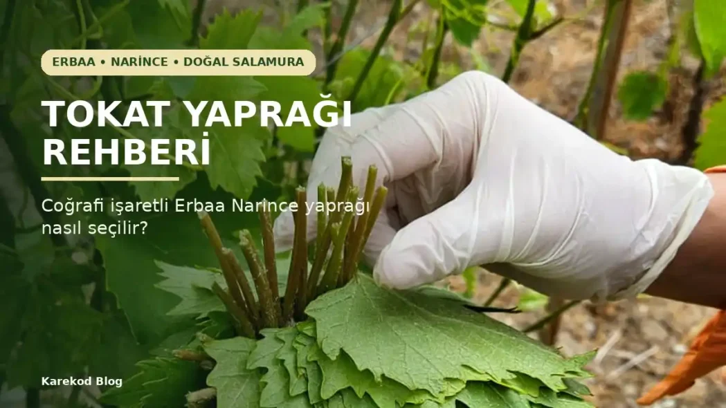 Tokat Yaprağı Rehberi